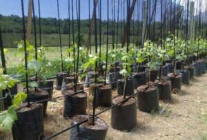 fibre glass plant stakes - Maxigro