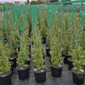 fibreglass plant stakes - Maxigro