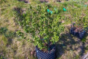 Air Pruning Pots - Maxigro