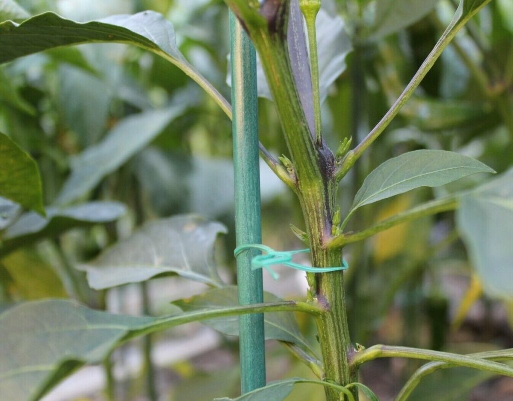 fibre glass plant stakes - Maxigro
